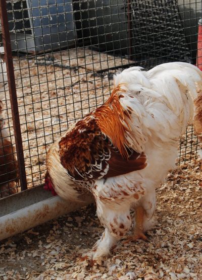 Buff Laced Brahma Kuluçkalık Yumurta