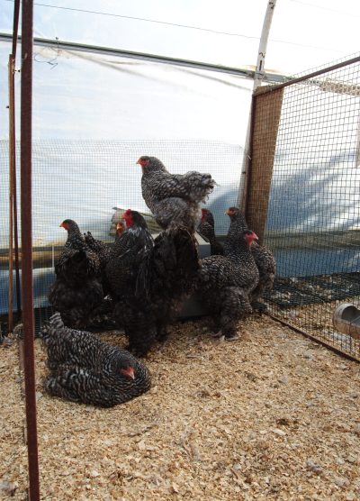 Coco Brahma Kuluçkalık Yumurta