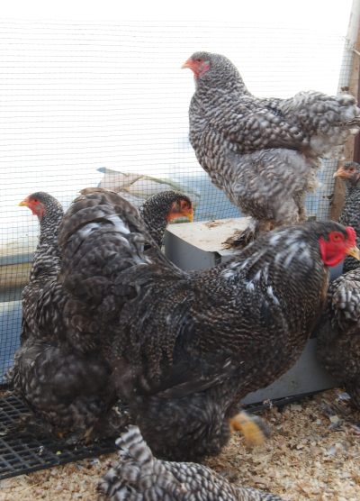 Coco Brahma Kuluçkalık Yumurta