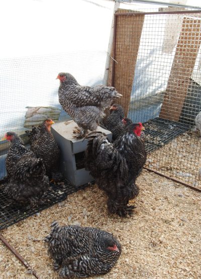 Coco Brahma Kuluçkalık Yumurta