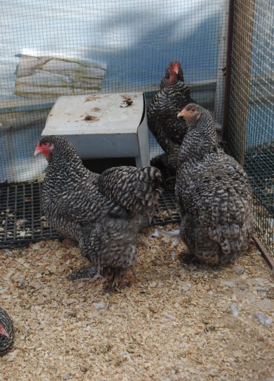 Coco Brahma Kuluçkalık Yumurta