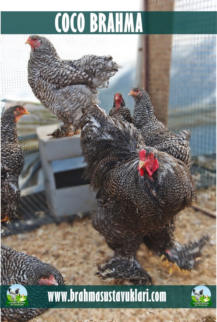 Coco Brahma Tavuklar Hakkında Bilgiler İstanbul Süs TAVUKLARI Coco Brahma Kuluçkalık Yumurta