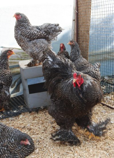 Coco Brahma Kuluçkalık Yumurta