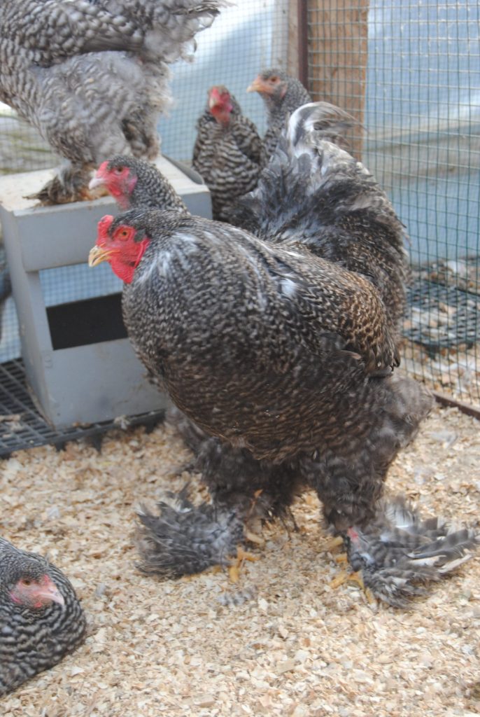 Coco Brahma Tavuklar Hakkında Bilgiler İstanbul Süs TAVUKLARI Coco Brahma Kuluçkalık Yumurta