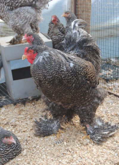 Coco Brahma Kuluçkalık Yumurta