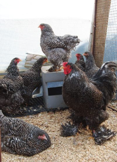 Coco Brahma Kuluçkalık Yumurta