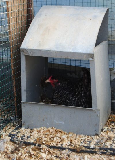 Coco Brahma Kuluçkalık Yumurta