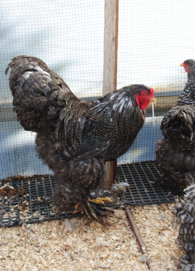 Coco Brahma Kuluçkalık Yumurta