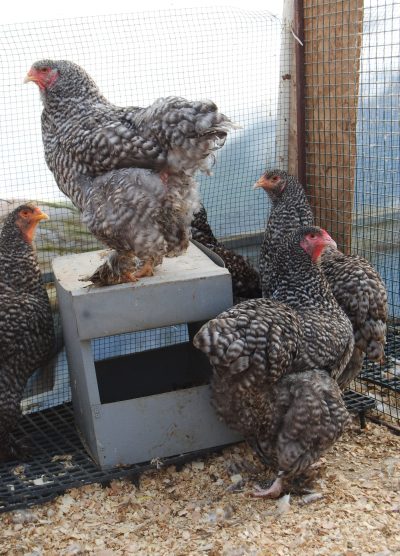 Coco Brahma Kuluçkalık Yumurta