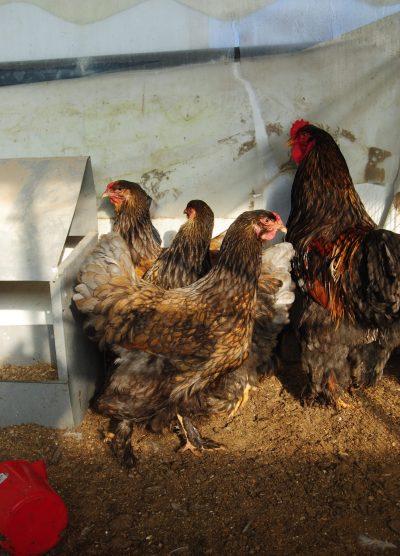Gold Laced Brahma Kuluçkalık Yumurta