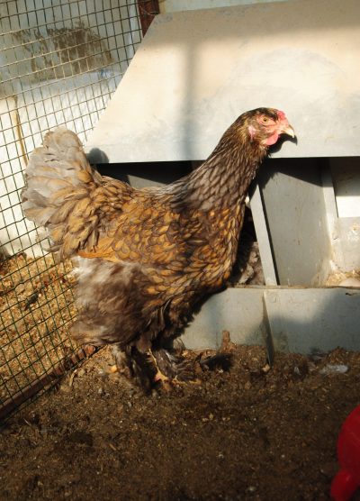 Gold Laced Brahma Kuluçkalık Yumurta