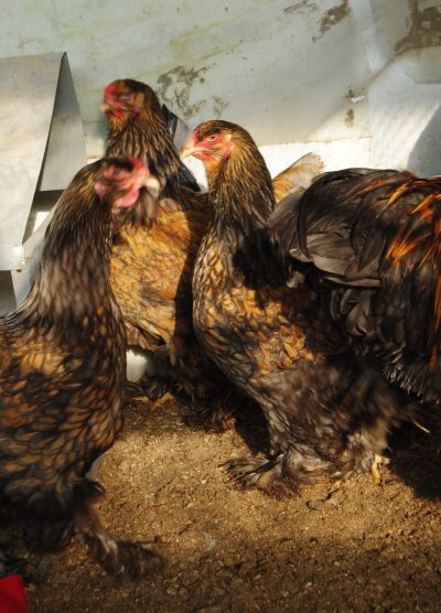 Gold Laced Brahma Kuluçkalık Yumurta