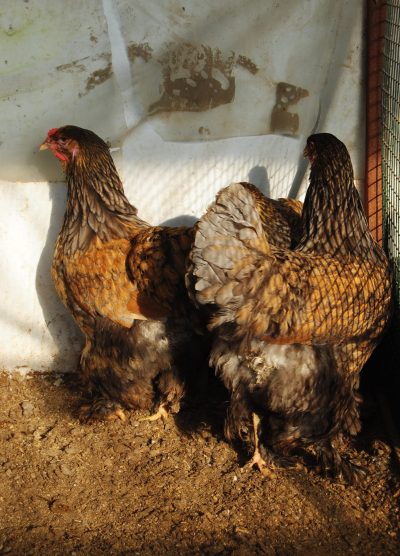 Gold Laced Brahma Kuluçkalık Yumurta