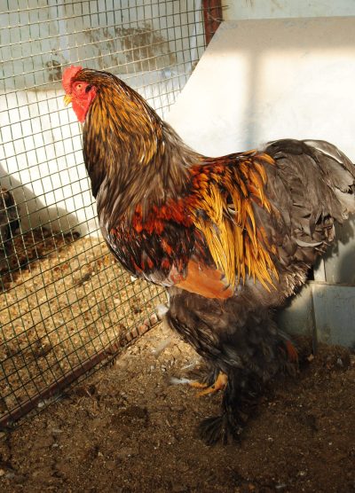 Gold Laced Brahma Kuluçkalık Yumurta