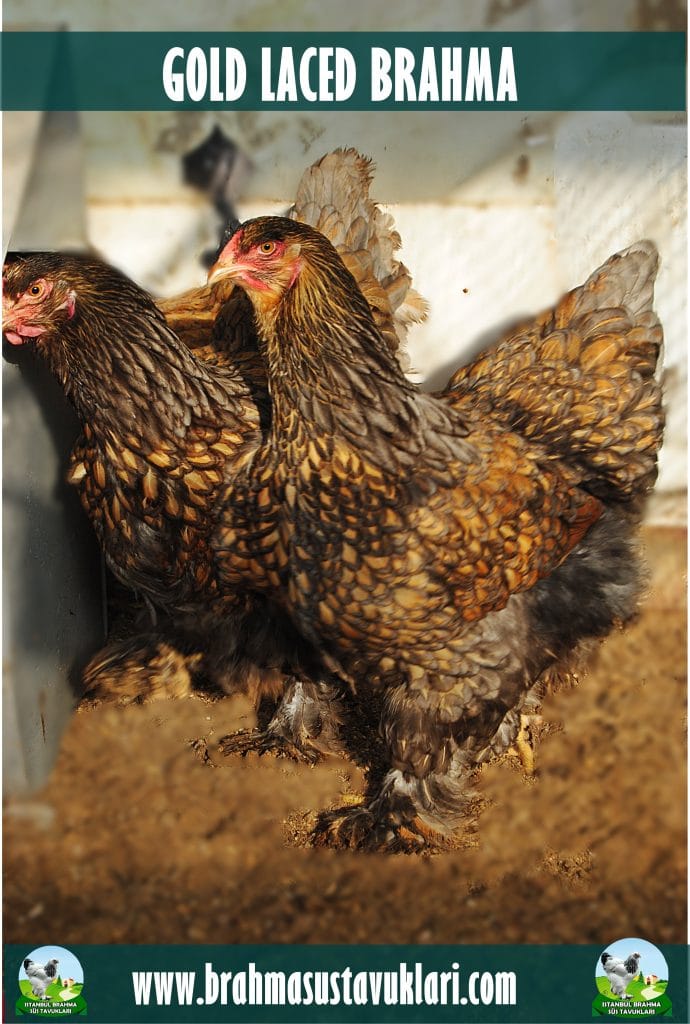 Gold Laced Brahma Tavuk Özellikleri İstanbul Süs TAVUKLARI Gold Laced Brahma Kuluçkalık Yumurta