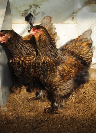 Gold Laced Brahma Kuluçkalık Yumurta