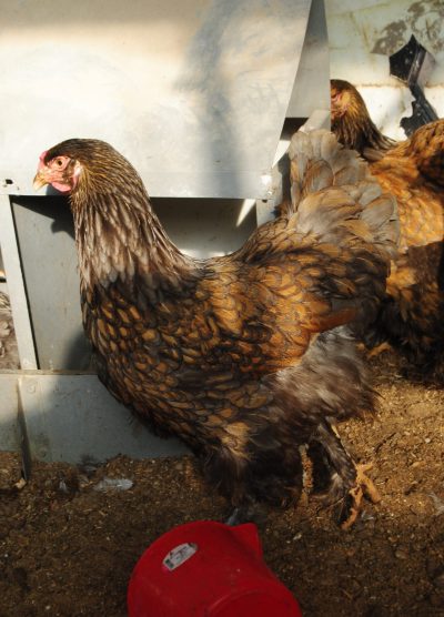 Gold Laced Brahma Kuluçkalık Yumurta