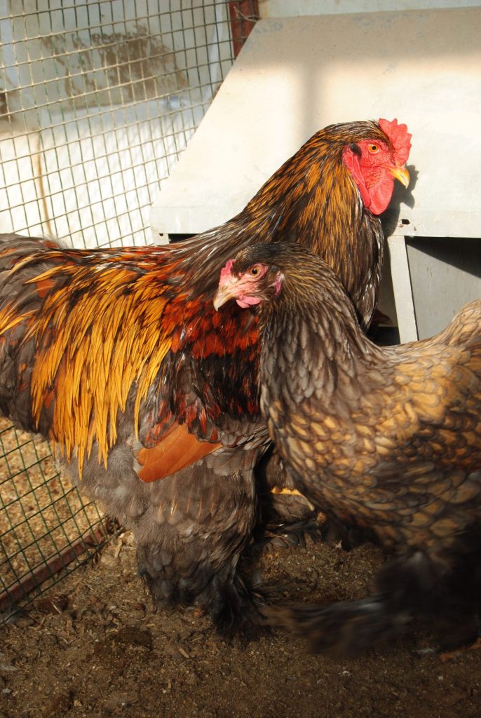 Gold Laced Brahma Tavuk Özellikleri İstanbul Süs TAVUKLARI Gold Laced Brahma Kuluçkalık Yumurta