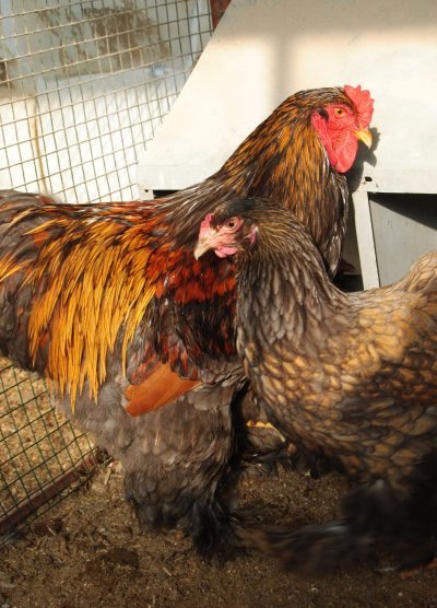 Gold Laced Brahma Kuluçkalık Yumurta