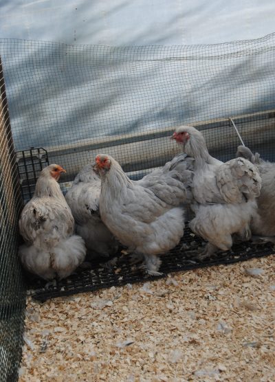 İsabel Brahma Kuluçkalık Yumurta