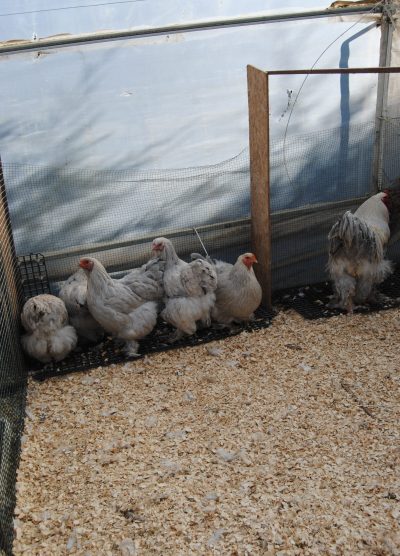 İsabel Brahma Kuluçkalık Yumurta