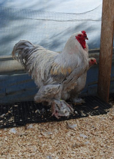 İsabel Brahma Kuluçkalık Yumurta