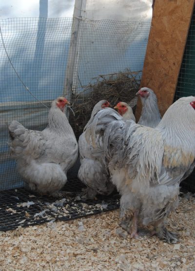 İsabel Brahma Kuluçkalık Yumurta