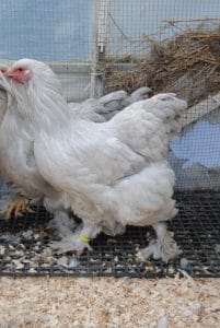 İSABEL BRAHMA KULUÇKALIK YUMURTA