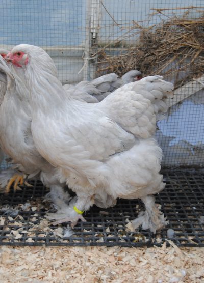 İSABEL BRAHMA KULUÇKALIK YUMURTA