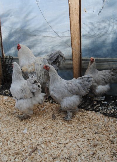 İsabel Brahma Kuluçkalık Yumurta