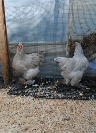 İsabel Brahma Kuluçkalık Yumurta