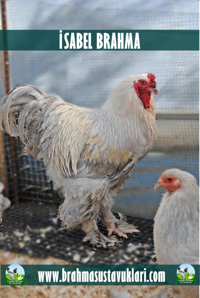 İsabel Brahma Tavuk Özellikleri İstanbul Süs TAVUKLARI İsabel Brahma Kuluçkalık Yumurta