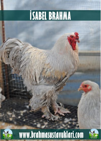 İsabel Brahma Kuluçkalık Yumurta