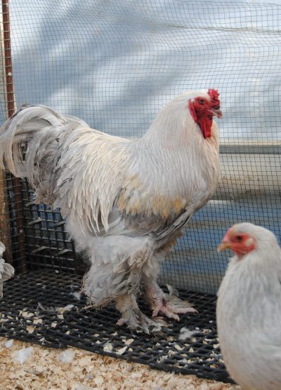 İsabel Brahma Kuluçkalık Yumurta