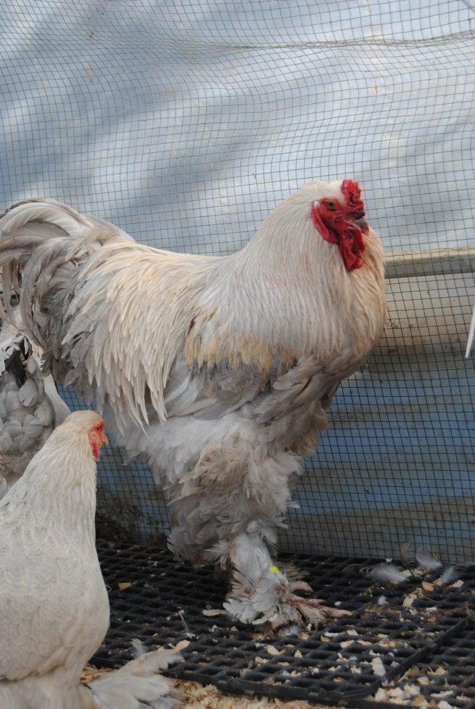 İsabel Brahma Tavuk Özellikleri İstanbul Süs TAVUKLARI İsabel Brahma Kuluçkalık Yumurta