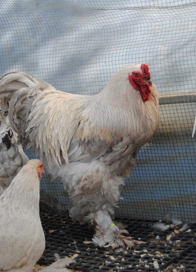 İsabel Brahma Kuluçkalık Yumurta