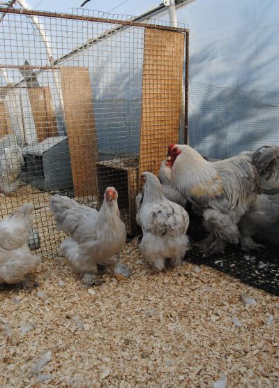 İsabel Brahma Kuluçkalık Yumurta