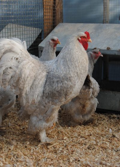 Lavender Coco Brahma Kuluçkalık Yumurta