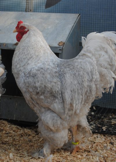 Lavender Coco Brahma Kuluçkalık Yumurta