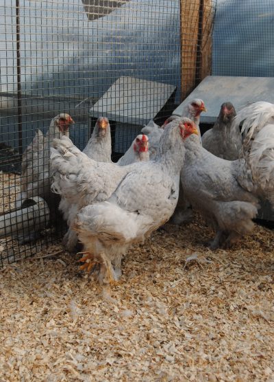 Lavender Coco Brahma Kuluçkalık Yumurta