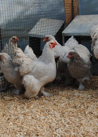 Lavender Coco Brahma Kuluçkalık Yumurta