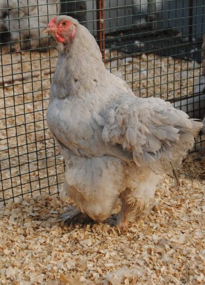 Lavender Coco Brahma Kuluçkalık Yumurta