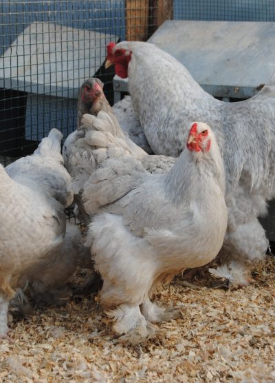 Lavender Coco Brahma Kuluçkalık Yumurta