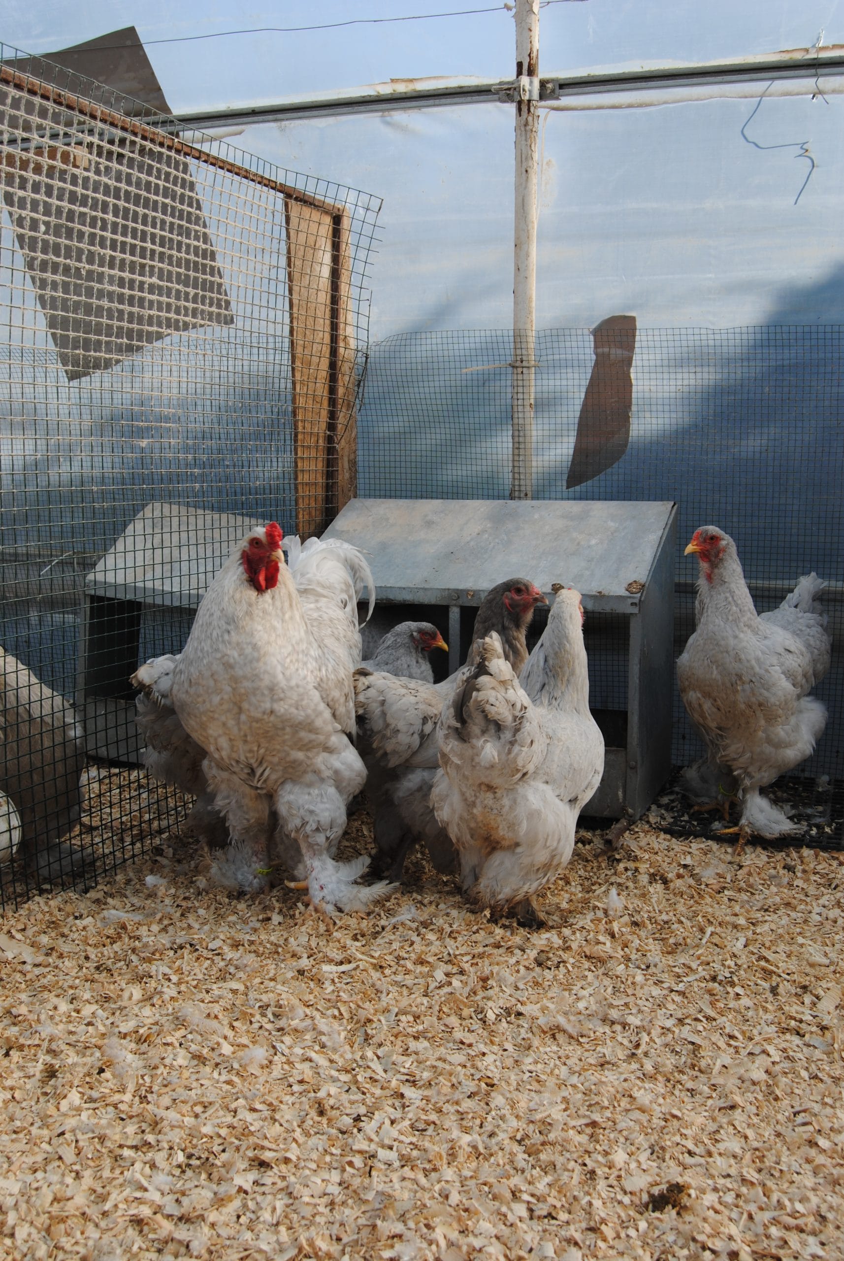 Lavender Coco Brahma Tavuk Özellikleri İstanbul Süs TAVUKLARI Lavender Coco Brahma Kuluçkalık Yumurta