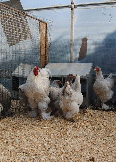 Lavender Coco Brahma Kuluçkalık Yumurta