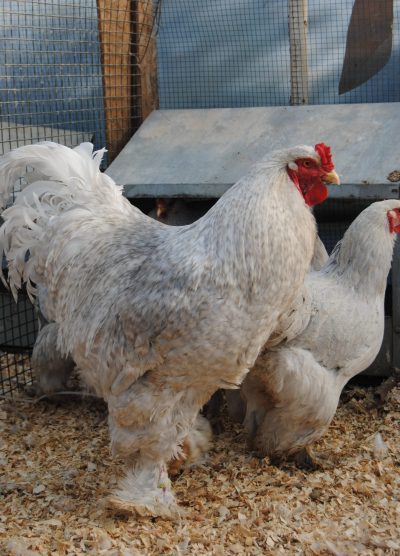 Lavender Coco Brahma Kuluçkalık Yumurta