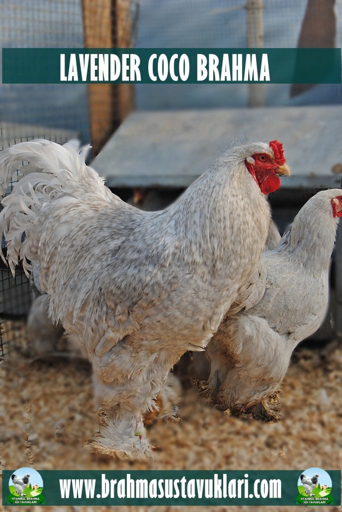 Lavender Coco Brahma Tavuk Özellikleri İstanbul Süs TAVUKLARI Lavender Coco Brahma Kuluçkalık Yumurta