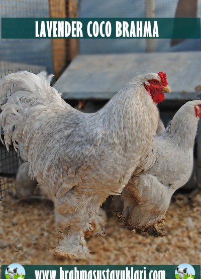 Lavender Coco Brahma Kuluçkalık Yumurta