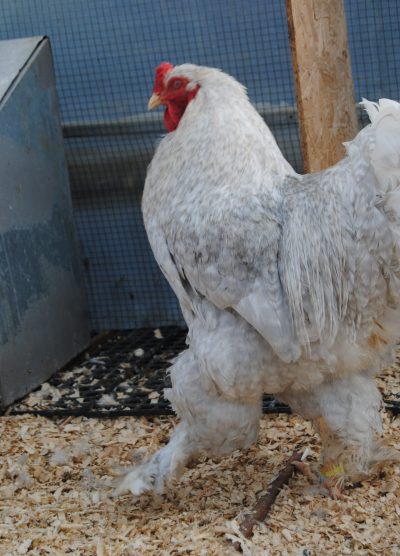 Lavender Coco Brahma Kuluçkalık Yumurta