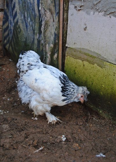 Park Brahma Kuluçkalık Yumurta